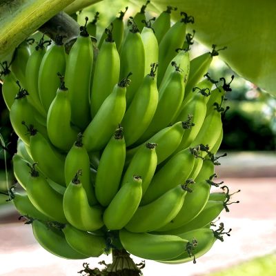 Bananas Colombianas - Careca Agribusiness